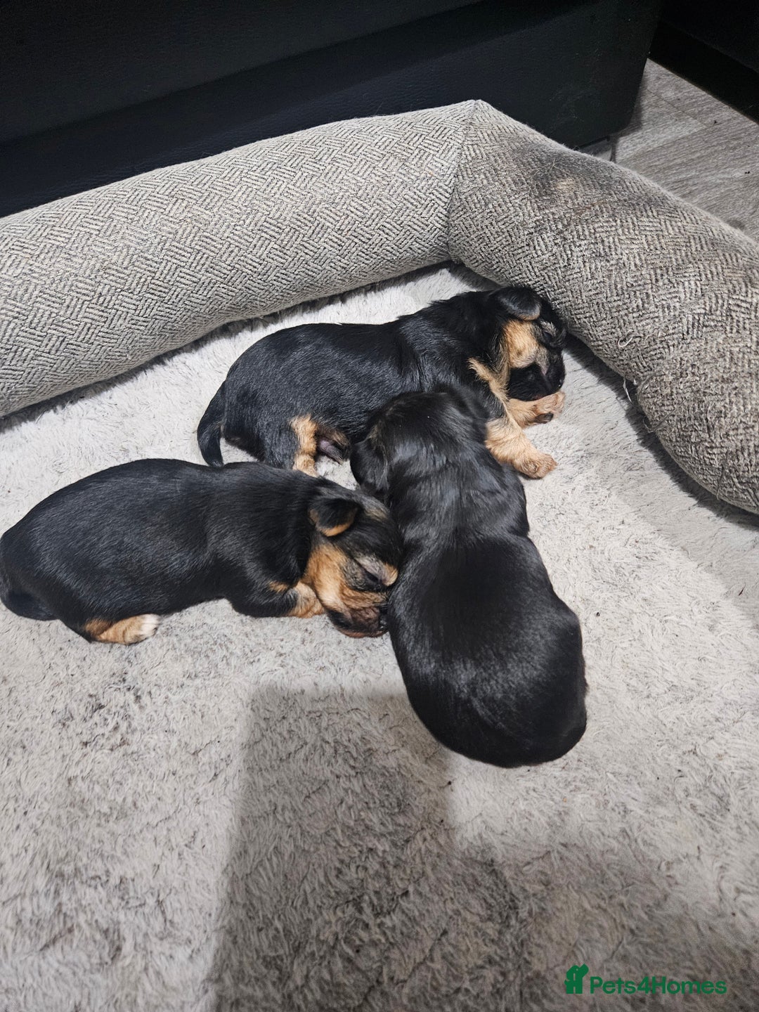 Yorkshire Terrier dogs for sale: Mini Yorkshire terrier  - Image 6