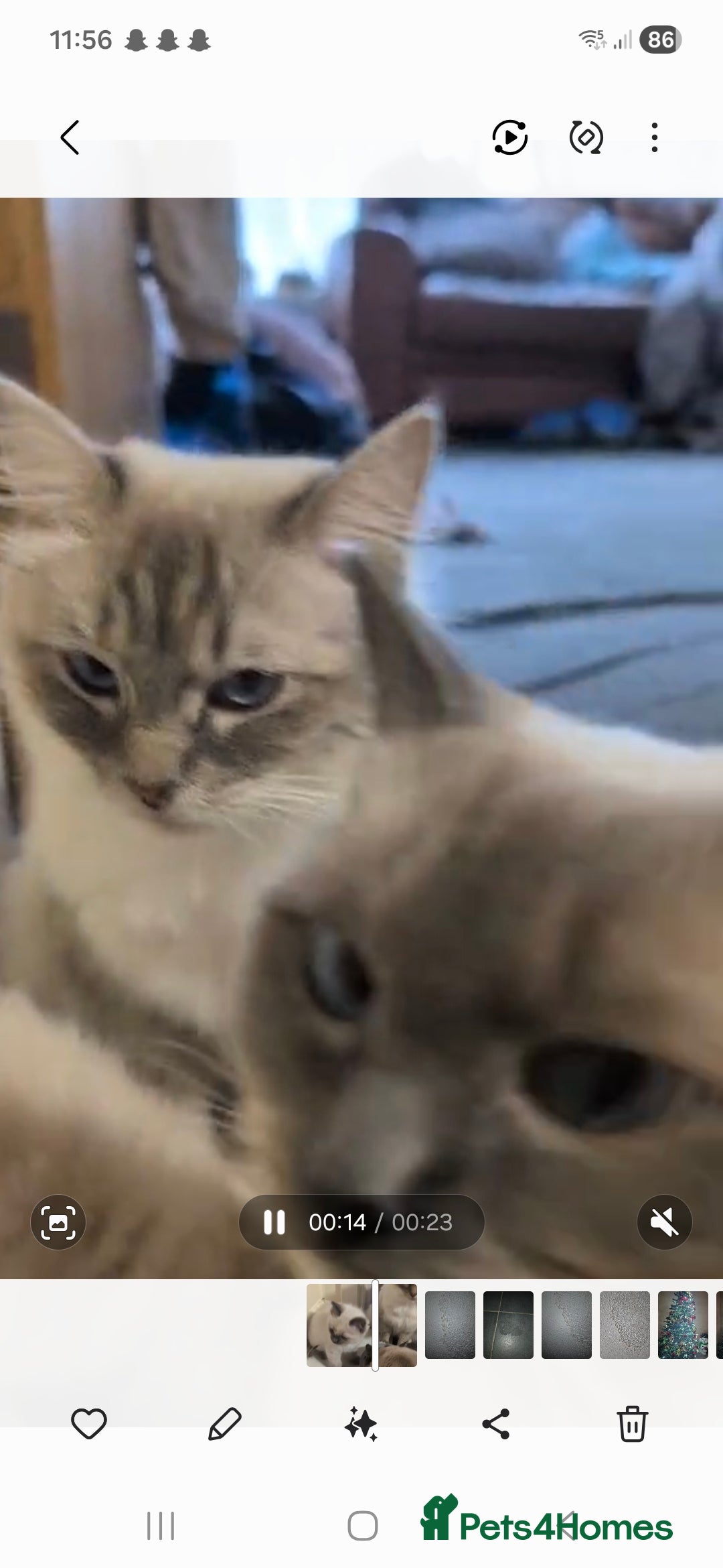 Ragdoll cats for sale: Male ragdoll kitten.  - Advert 1