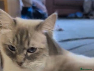 Ragdoll cats Male ragdoll kitten. - Advert 1