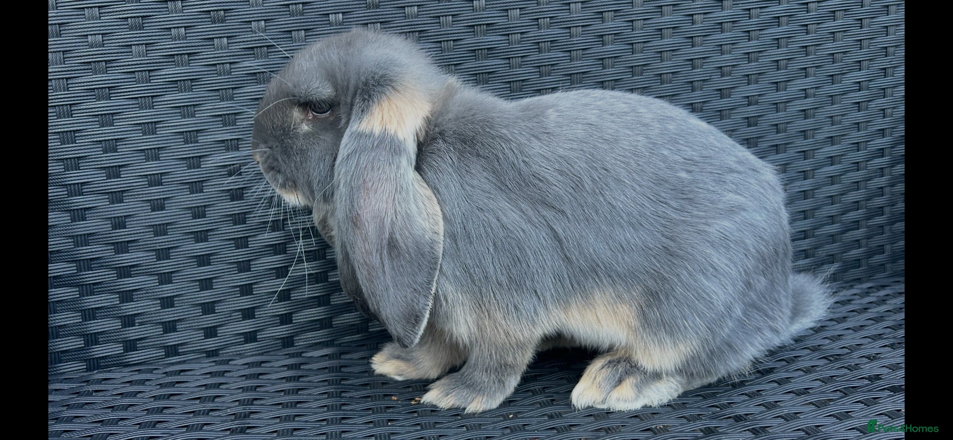 French Lop rabbits Pure Bred French Lop Babies.  - Advert 1