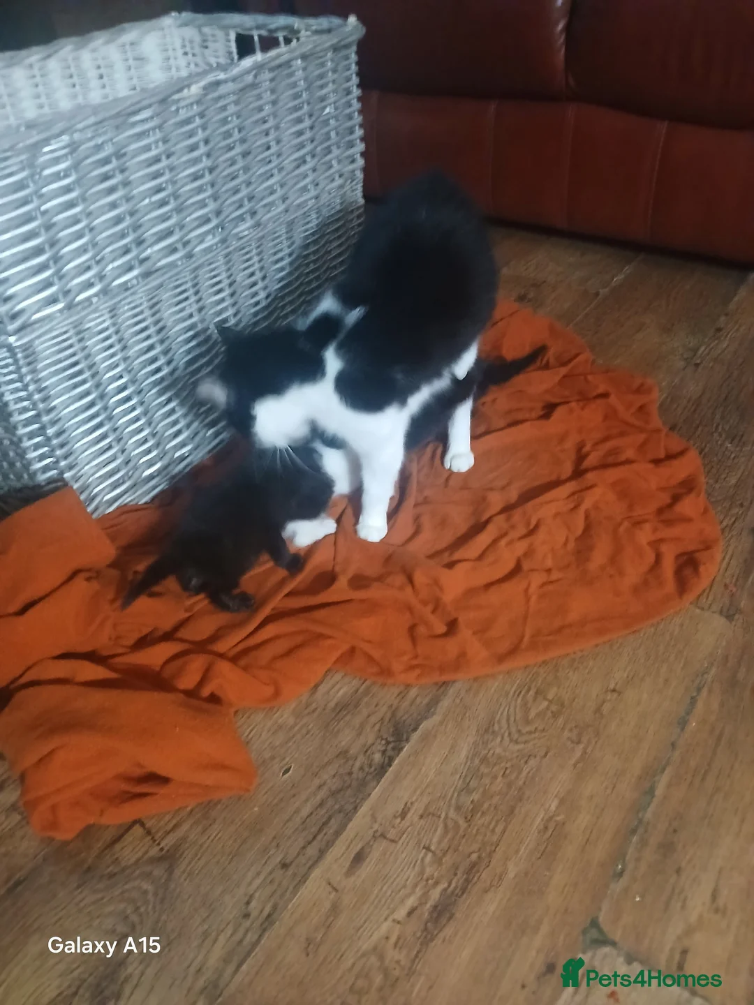 Mixed Breed cats for sale: Black fluffy kittens  in Swansea - Advert 1