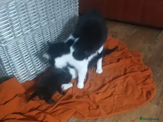 Mixed Breed cats Black fluffy kittens - Advert 1