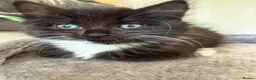 British Shorthair cats for sale: Girl Kitten - Advert 5