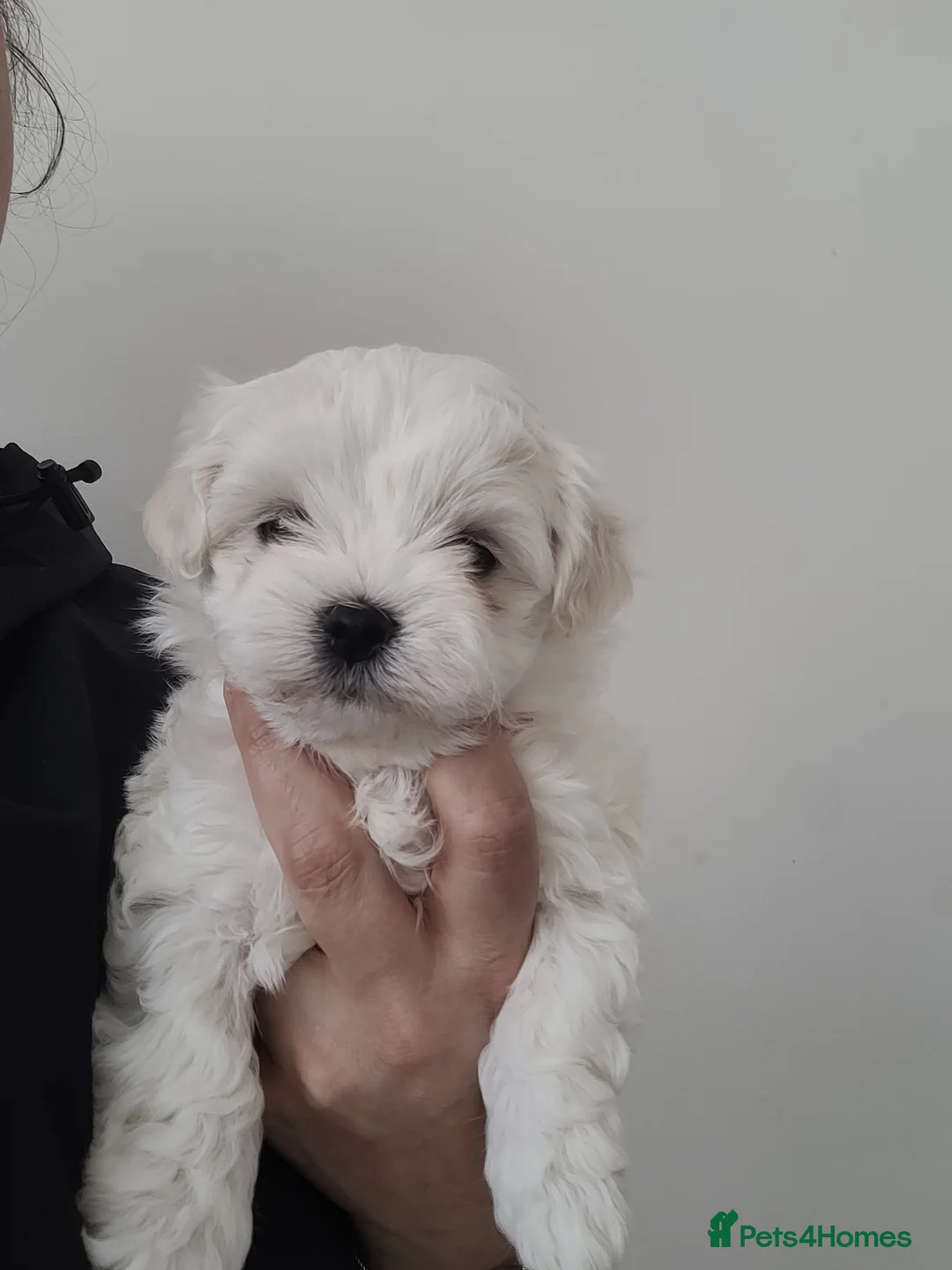 Maltese dogs for sale: Maltese puppy  in Lochgelly - Advert 2