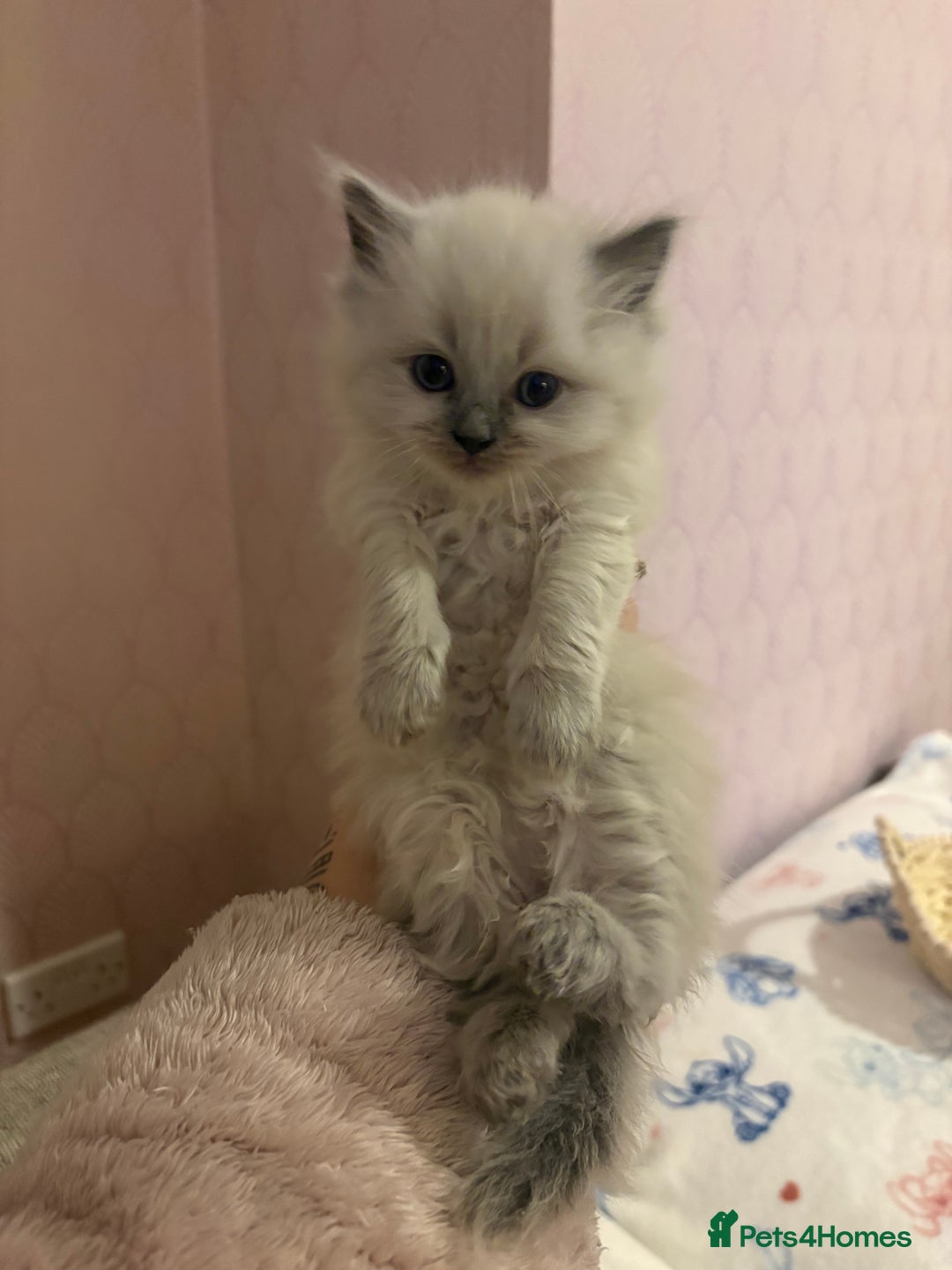 Ragdoll cats for sale: Ragdoll kittens for sale  - Advert 18