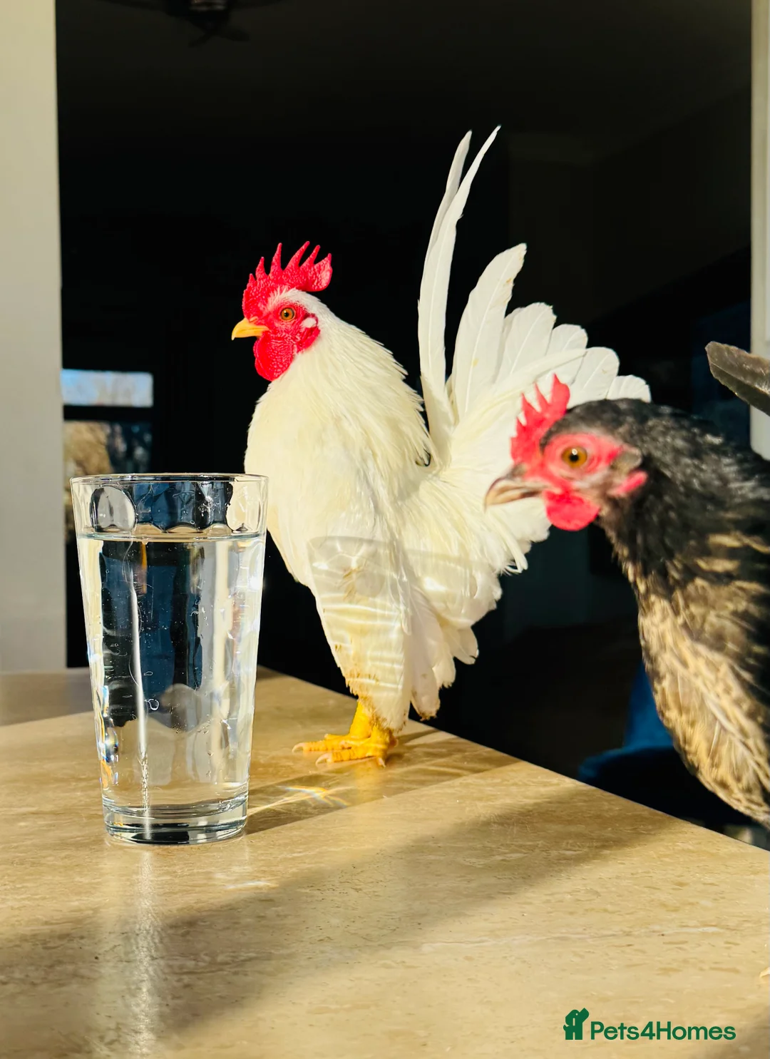 Chickens poultry for sale: Malaysian Serama fresh hatching eggs  - Advert 1