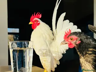 Chickens poultry Malaysian Serama fresh hatching eggs - Advert 1