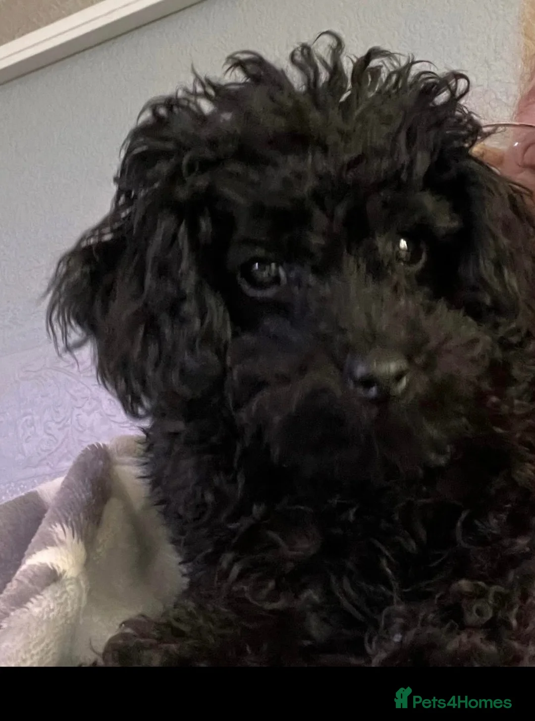 Toy Poodle dogs for sale: Kc reg toy poodle puppies  - Advert 2