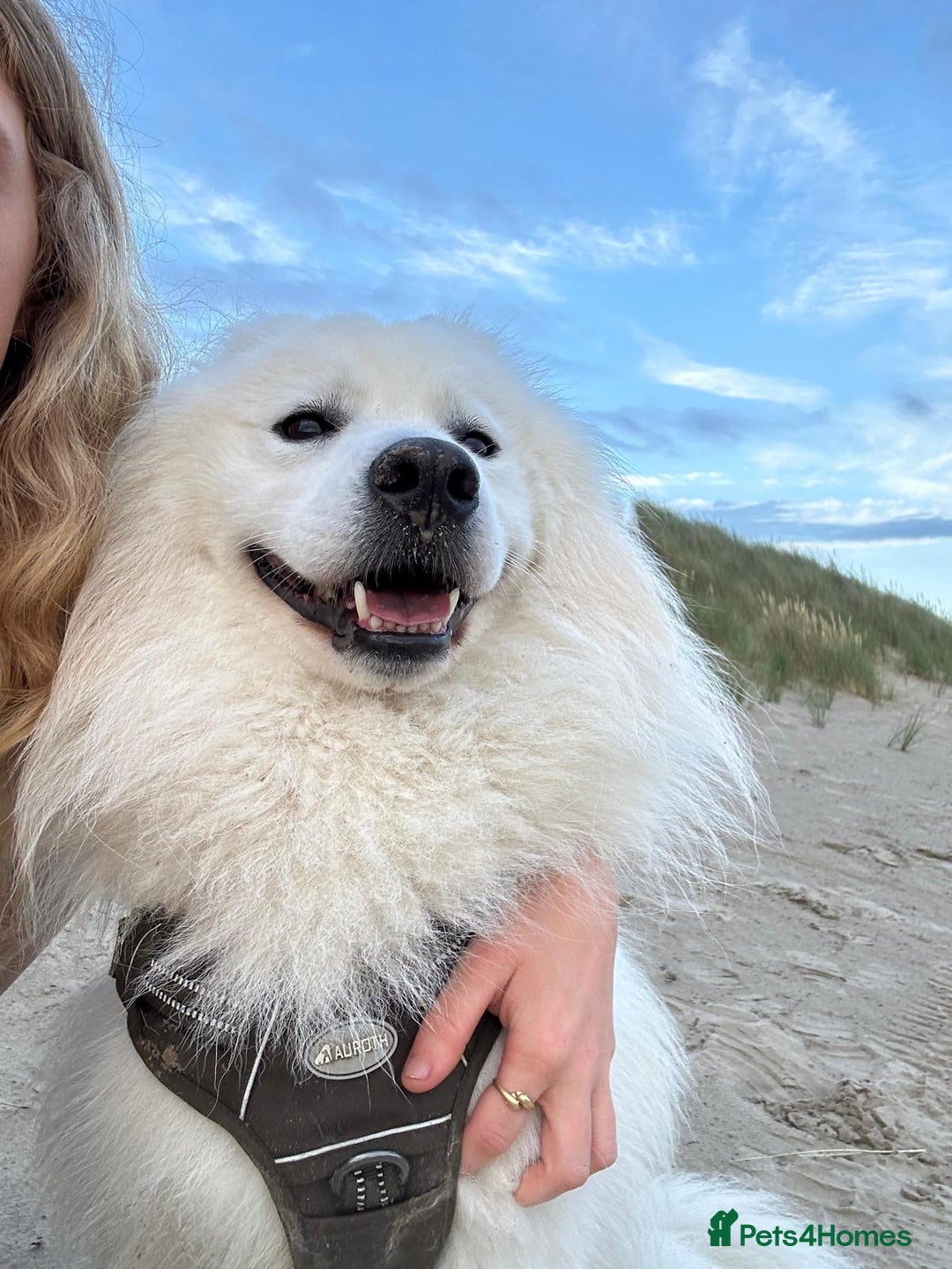 Samoyed dogs for sale: Adorable Samoyed puppies available to reserve!  - Advert 9