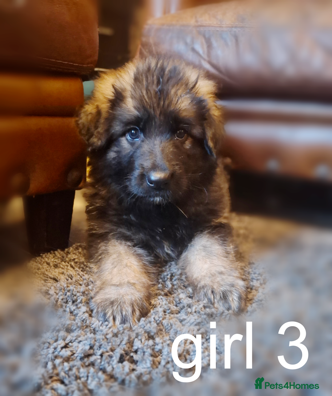 German Shepherd dogs for sale: 3 girls, long coat, STRAIGHT BACK silver sable GSD - Advert 5