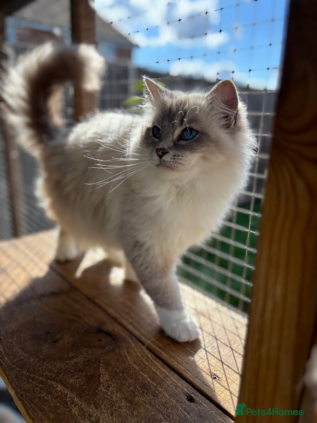 Ragdoll cats for sale: Available gccf registered tabby mitted girl  - Image 7
