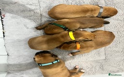 Boxer dogs for sale: Beautiful bob/tailed litter pure boxers  - Advert 13