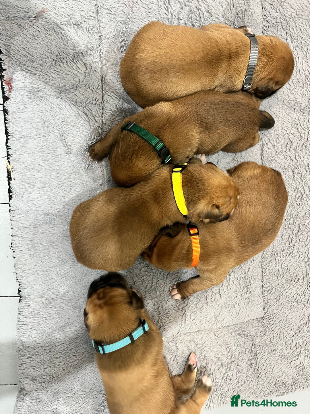 Boxer dogs for sale: Beautiful bob/tailed litter pure boxers  - Advert 13