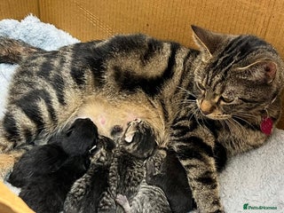 British Shorthair cats British shorthair kitten - Advert 1