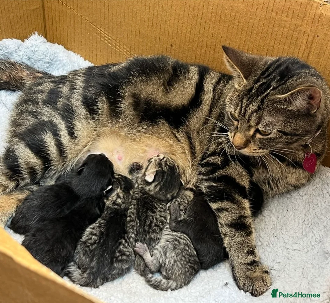 British Shorthair cats for sale: British shorthair kitten - Advert 2