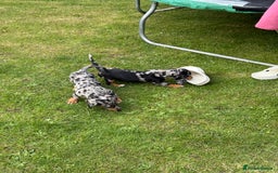 Miniature Dachshund dogs for sale: Miniature dachshund puppies  - Image 5