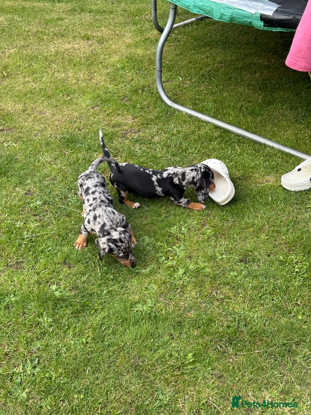 Miniature Dachshund dogs for sale: Miniature dachshund puppies  - Image 5