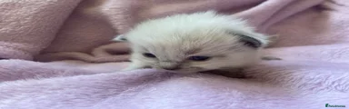 Ragdoll 5