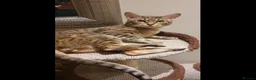 Savannah cats for sale: Beautiful Active male Savannah - Advert 4