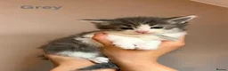 Maine Coon cats for sale: Maine Coon x Persian/Ragdoll Mix - Advert 15