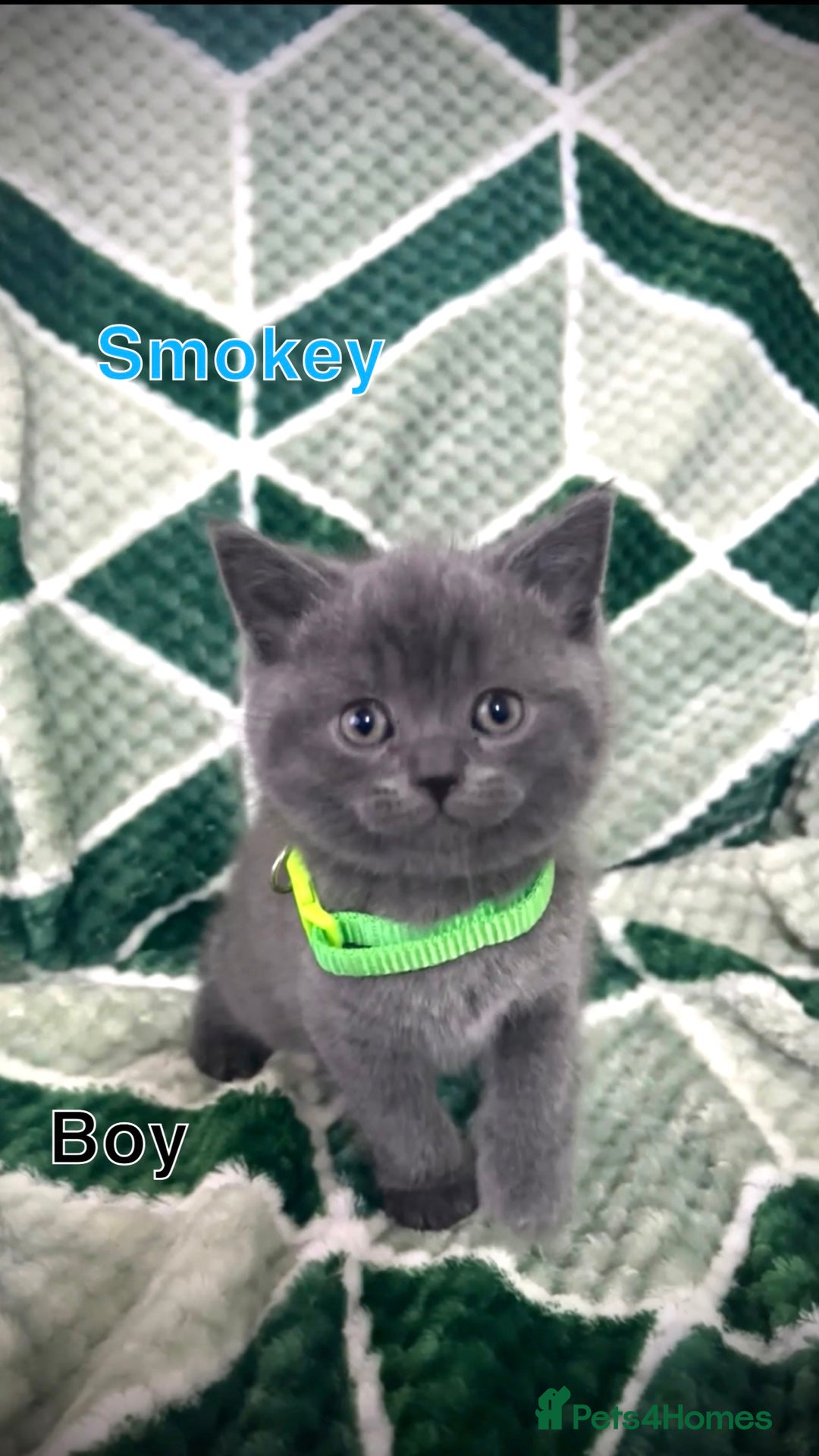 British Shorthair cats for sale: British shorthair kittens - Advert 15