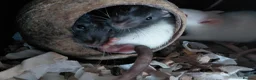 Rat rodents for sale: n 5 black with patch white belly and 5 girls left - Advert 22