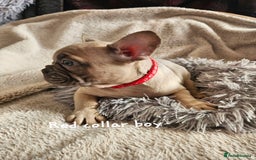 French Bulldog dogs for sale: Absolutely stunning chunky frenchbulldog puppies  - Image 12