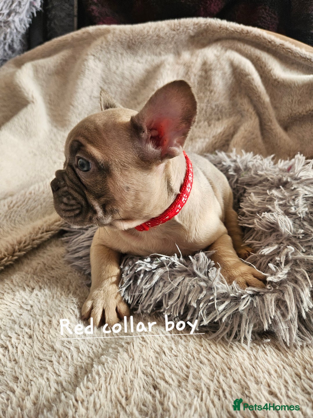 French Bulldog dogs for sale: Absolutely stunning chunky frenchbulldog puppies  - Image 12