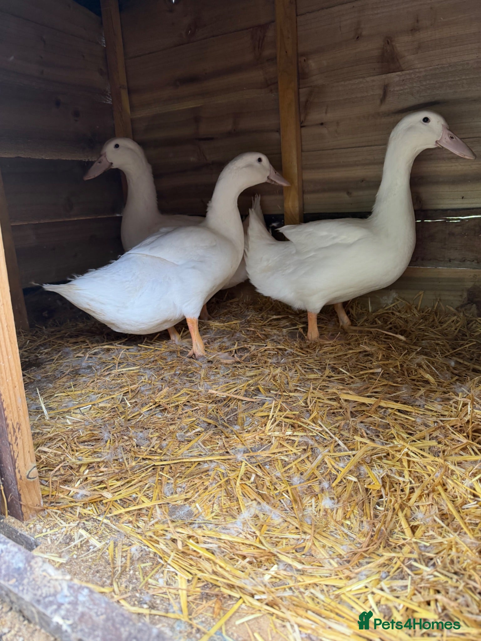 Chickens poultry 3 Aylesbury ducks - Advert 15