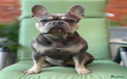 French Bulldog dogs for stud: Dog for stud - Image 2