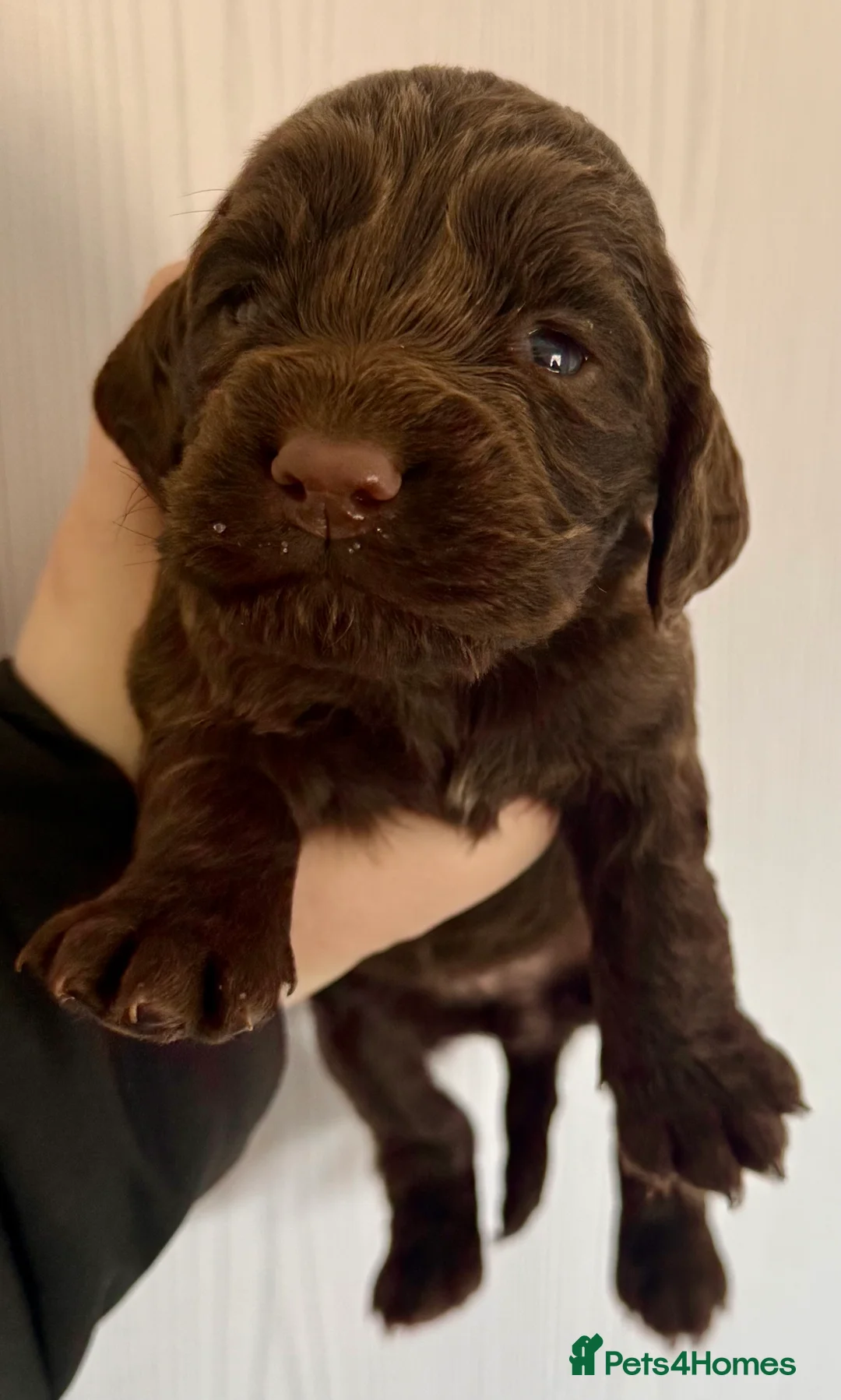 Cocker Spaniel dogs for sale: 4 gorgeous cocker spaniel puppies left  in Morecambe - Advert 7