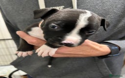 Mixed Breed dogs for sale: 3 Beautiful puppies looking for forever homes. - Advert 17