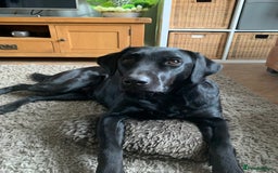 Labrador Retriever dogs for sale: 7 year old Black Labrador bitch (working lines) - Image 5