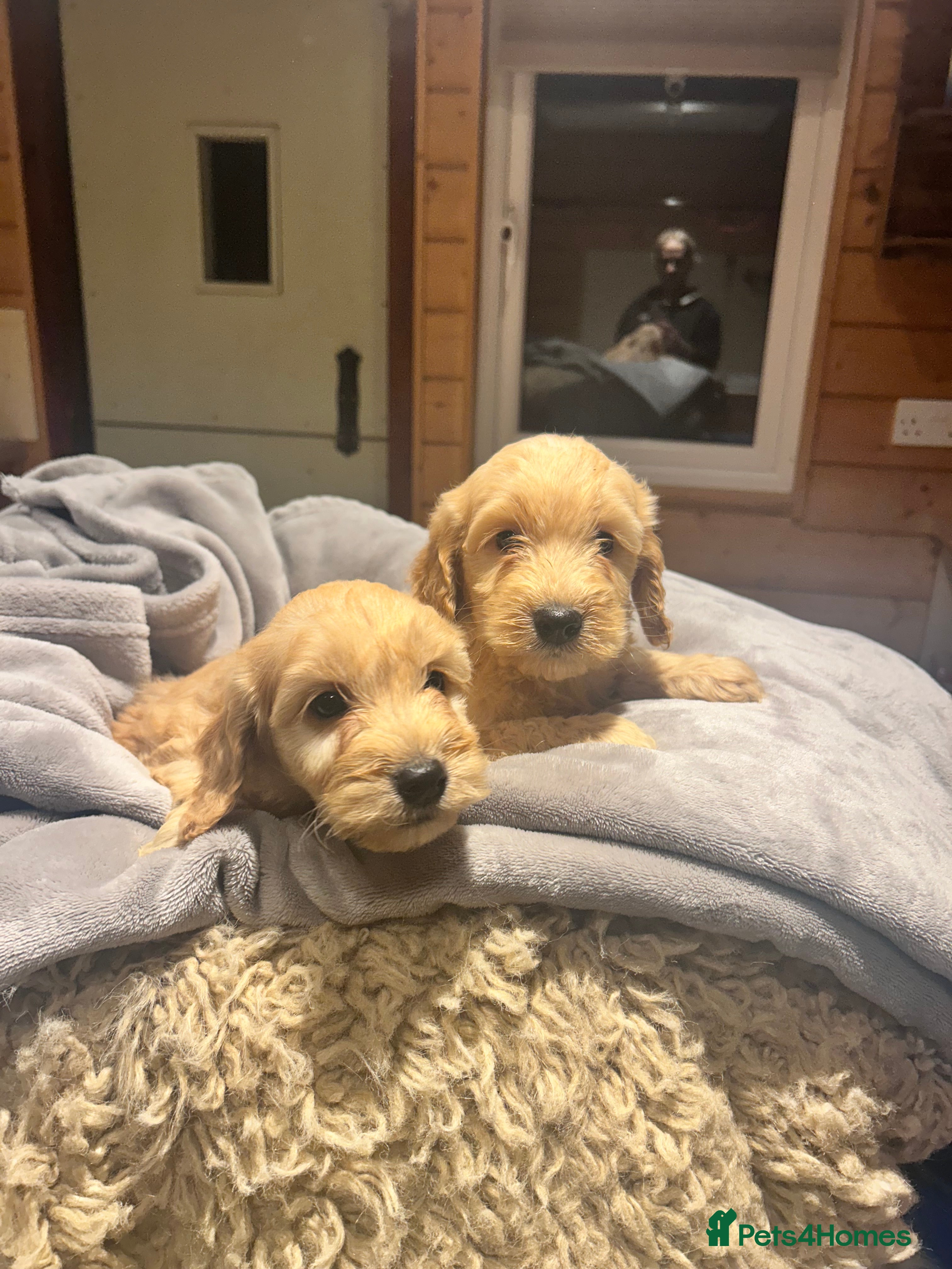 Cockapoo dogs F1 Cockerpo litter  - Advert 1