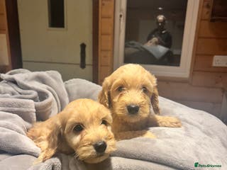 Cockapoo dogs F1 Cockerpo litter - Advert 1