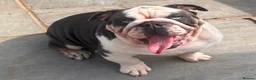 English Bulldog dogs for sale: 🐶 2 Gorgeous Male English Bulldog Puppies 🐶 - Advert 8