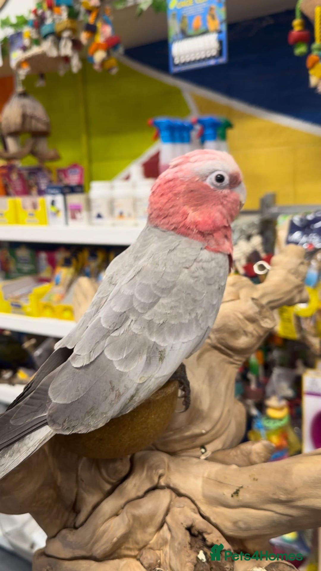 Cockatoo birds for sale: Silly Tame Galah Cockatoo Baby fully weaned - Image 3