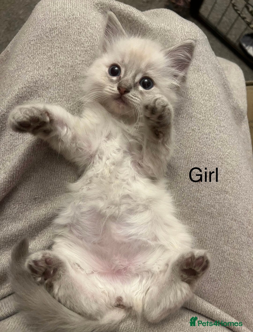 Ragdoll cats for sale: Stunning ragdoll kittens for forever homes  - Advert 6