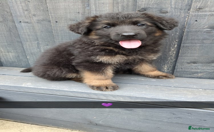 German Shepherd dogs in Doncaster - Advert 1