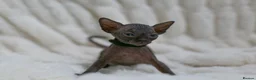 Sphynx cats for sale: Lovely Sphynx Kittens available - Advert 12