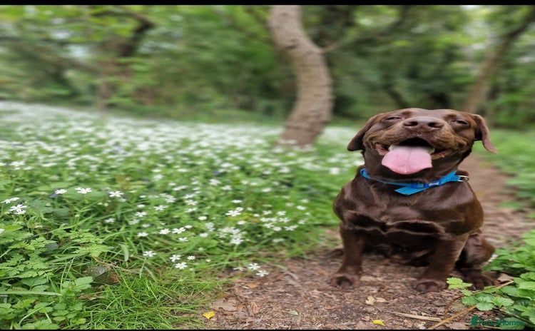 Labrador Retriever dogs - Advert 4
