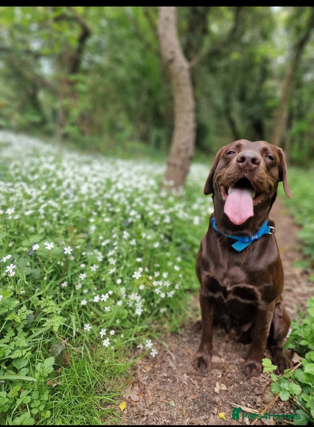 Labrador Retriever dogs for stud: 😍KC registered proven boy ready for stud🐶 - Image 1