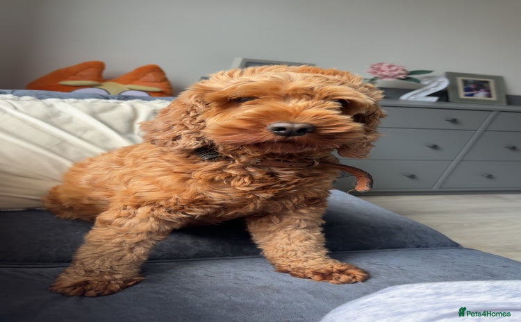 Cockapoo dogs Red cockapoo pups 😍 3 weeks old almost  - Advert 3
