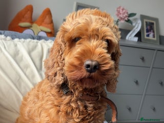 Cockapoo dogs Red cockapoo pups 😍 3 weeks old almost - Advert 2