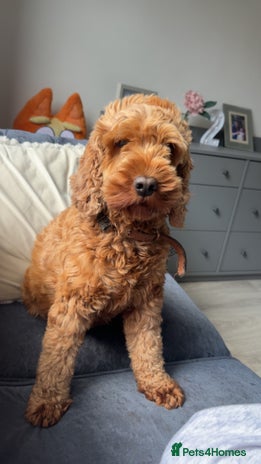Cockapoo dogs Red cockapoo pups 😍 3 weeks old almost - Advert 1
