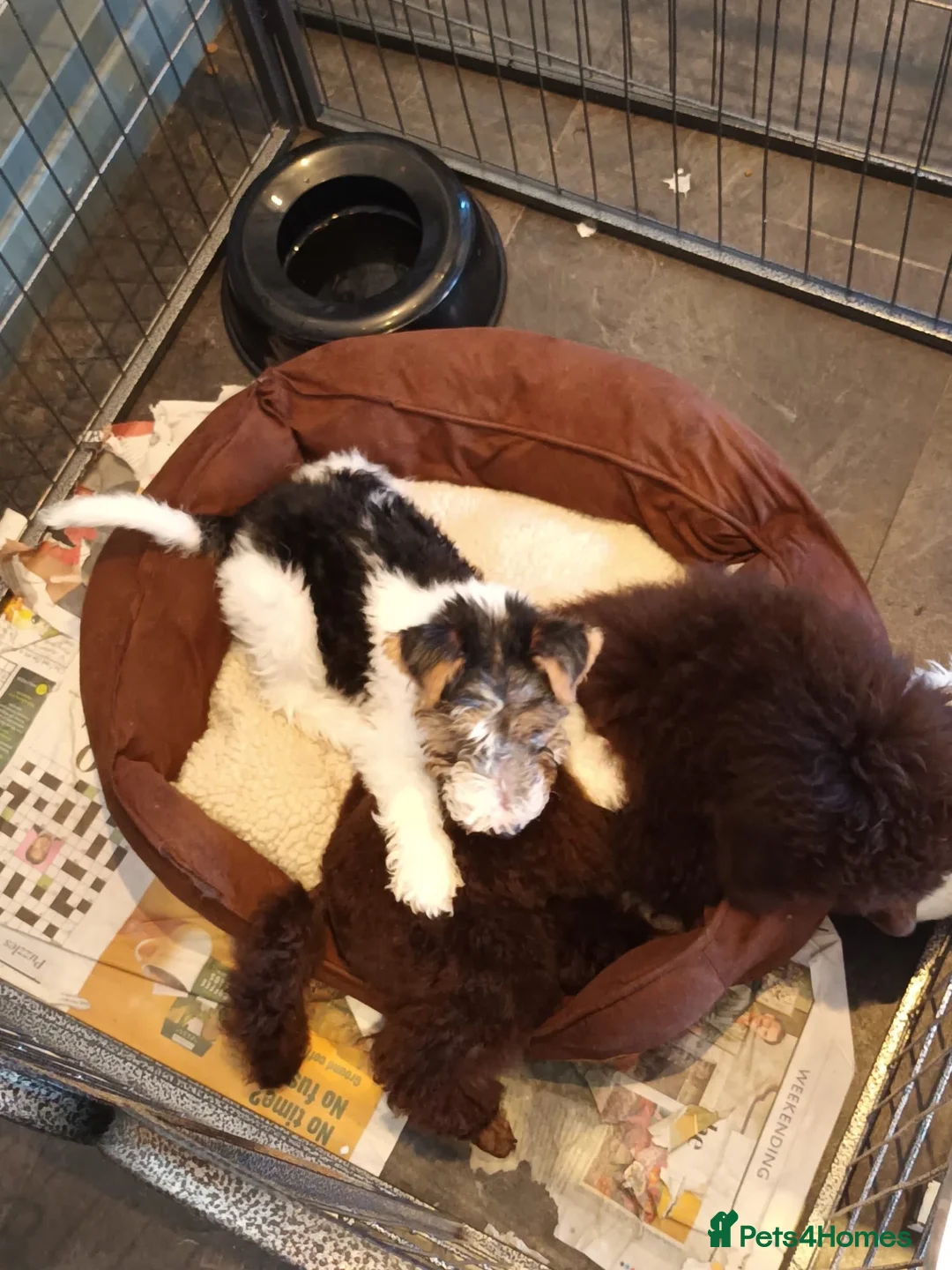 Fox Terrier dogs for sale: stunning fox terrier puppies - Advert 9