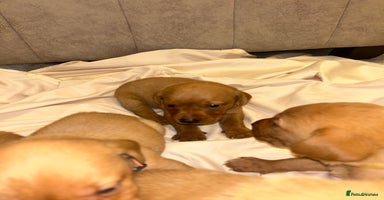 Labrador Retriever dogs Fox red Labrador puppies - Advert 4
