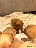 Labrador Retriever dogs Fox red Labrador puppies - Advert 4