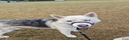 Siberian Husky dogs for sale: 2X Siberian Huskies. 1Male&1Female in Bradford - Advert 4
