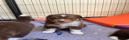 Miniature American Shepherd dogs for sale: Red Tri Miniature American Shepherd Puppies  - Advert 17